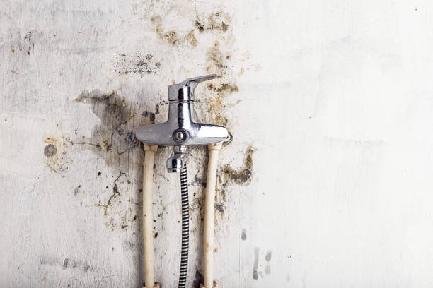 Best Same-Day Mold Removal  in Leadington, MO