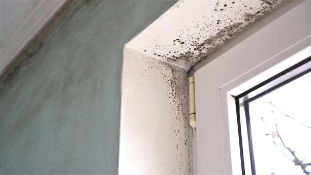 Best Fast Mold Removal  in Leadington, MO