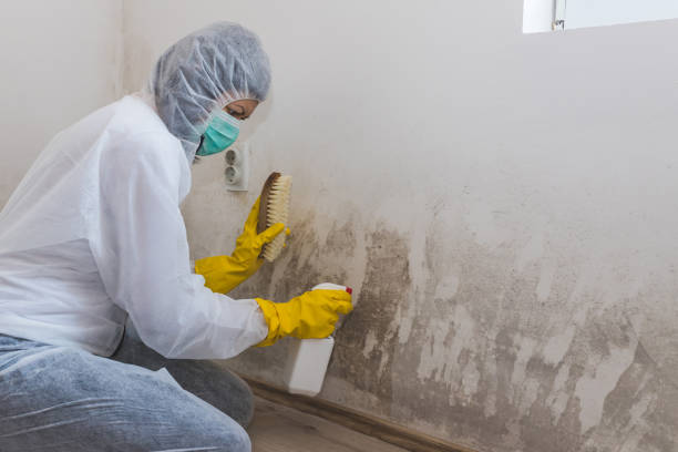Best Certified Mold Removal  in Leadington, MO