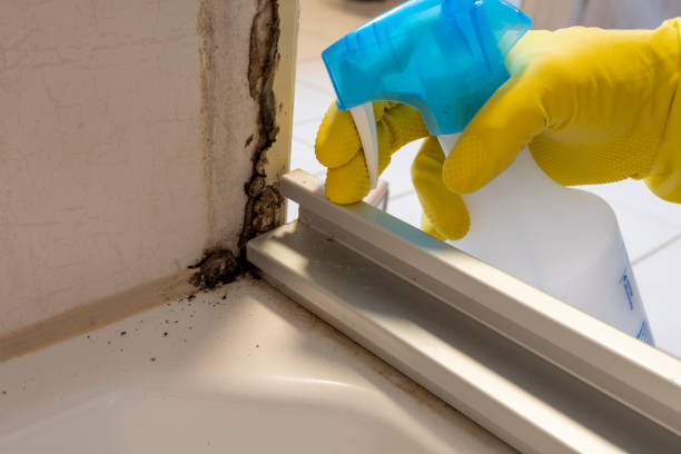 Mold Removal and Inspection in Leadington, MO