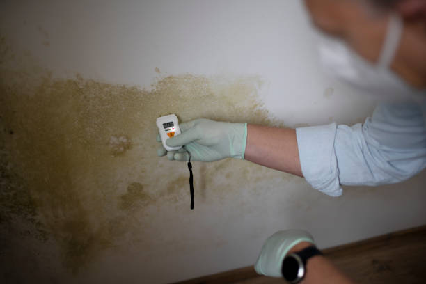 Best Attic Mold Removal  in Leadington, MO