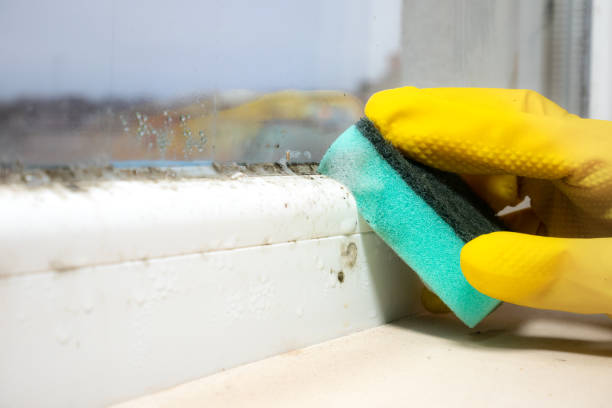 Best Mold Testing  in Leadington, MO