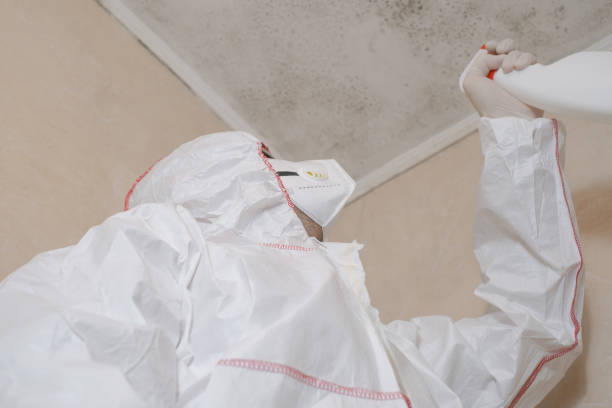 Professional Mold Removal in Leadington, MO