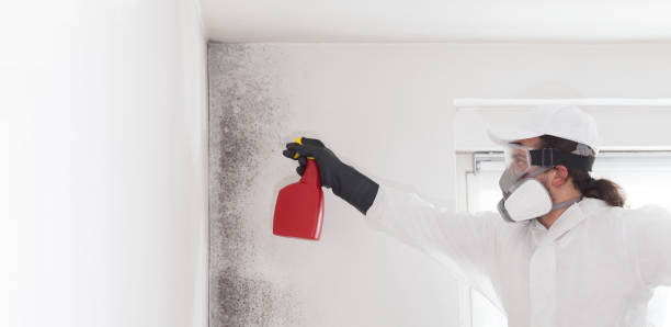 Best Office Mold Removal Services  in Leadington, MO