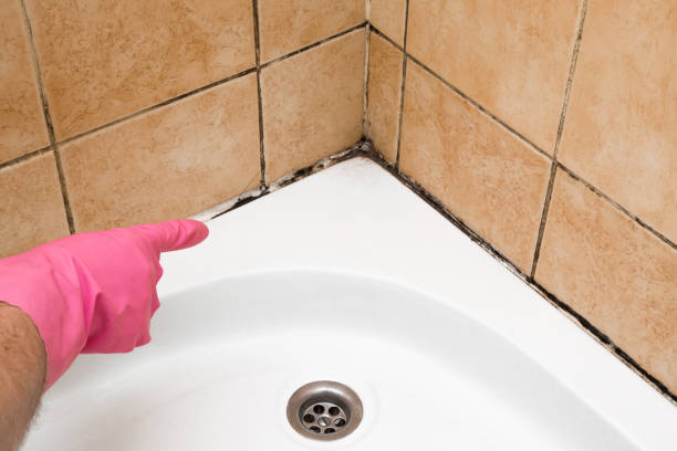 Best Black Mold Removal  in Leadington, MO